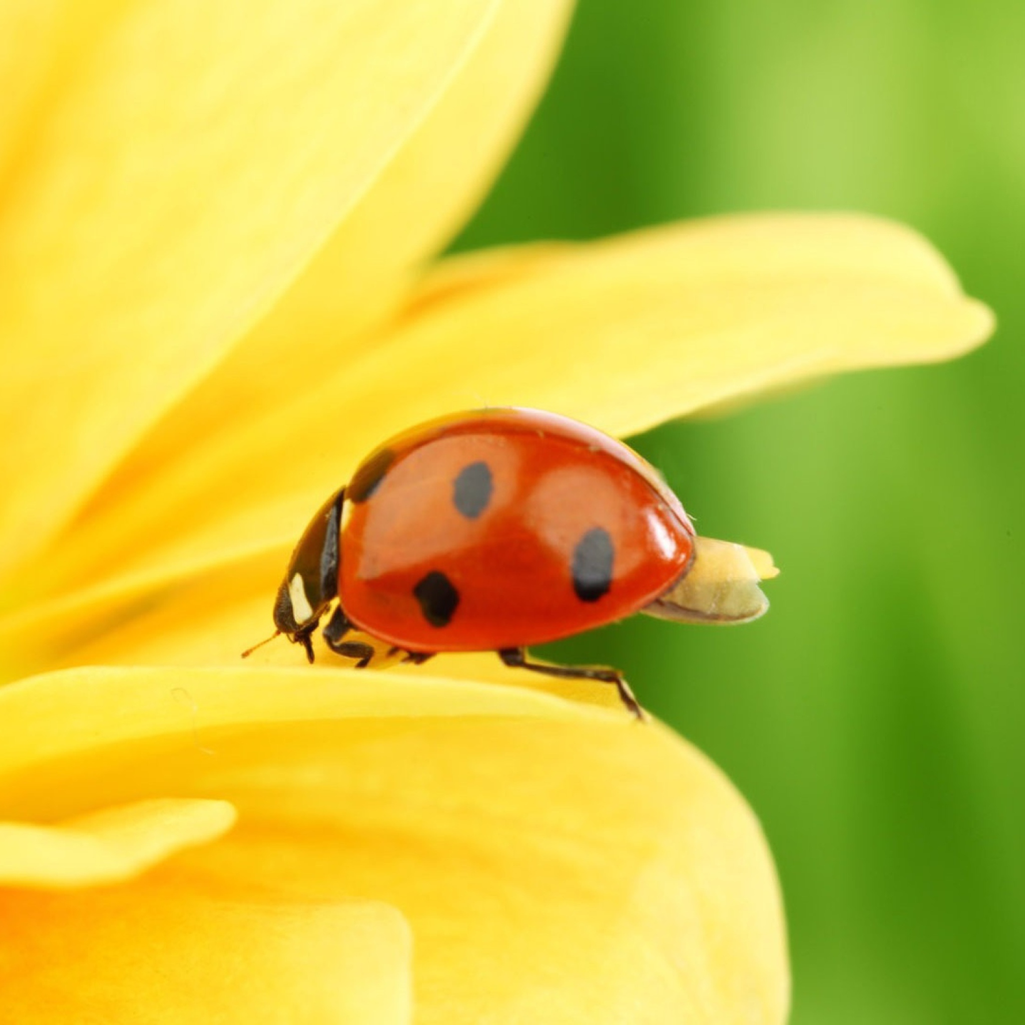 Yellow Sunflower And Red Ladybug screenshot #1 2048x2048