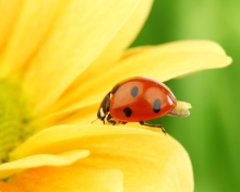 Screenshot №1 pro téma Yellow Sunflower And Red Ladybug 220x176