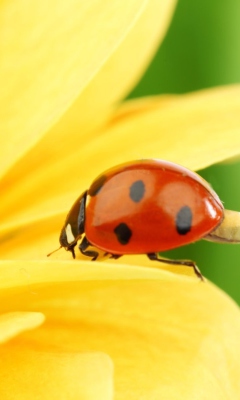 Yellow Sunflower And Red Ladybug wallpaper 240x400