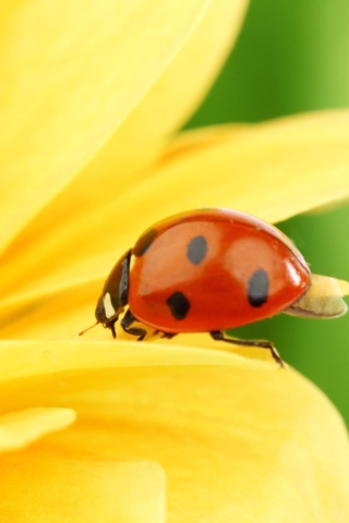Yellow Sunflower And Red Ladybug wallpaper 320x480