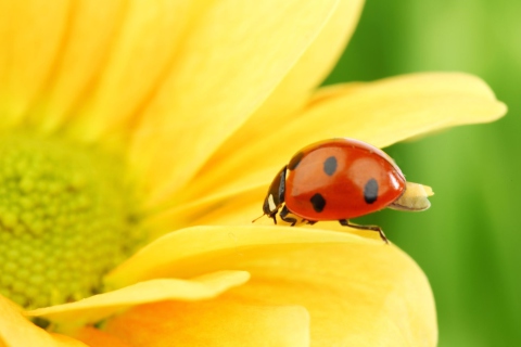 Yellow Sunflower And Red Ladybug wallpaper 480x320