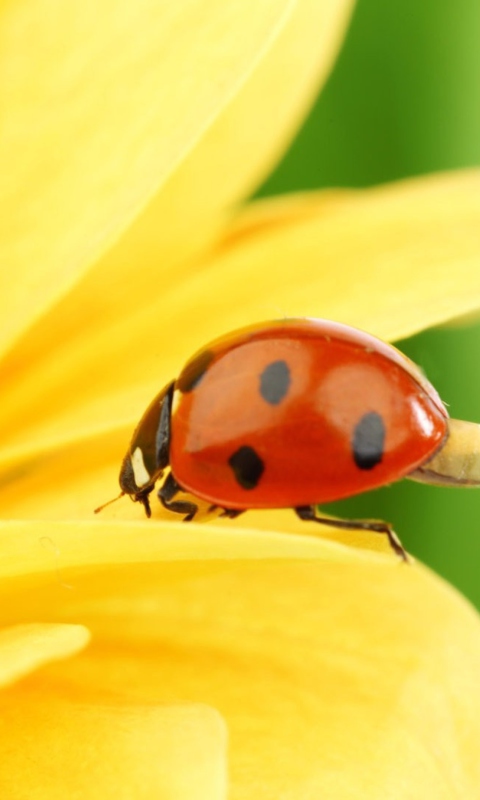 Yellow Sunflower And Red Ladybug wallpaper 480x800