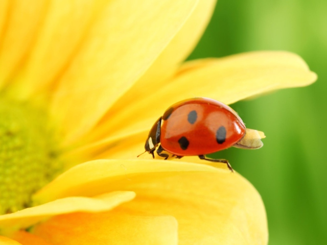Yellow Sunflower And Red Ladybug wallpaper 640x480