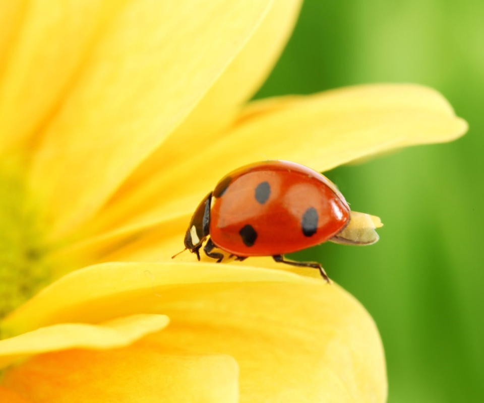 Обои Yellow Sunflower And Red Ladybug 960x800