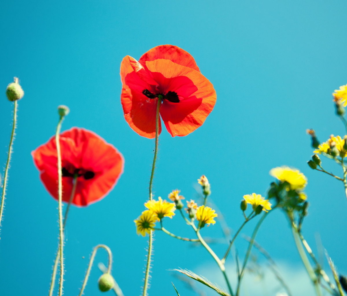 Screenshot №1 pro téma Poppies And Blue Sky 1200x1024