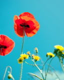 Poppies And Blue Sky wallpaper 128x160
