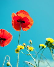 Das Poppies And Blue Sky Wallpaper 176x220