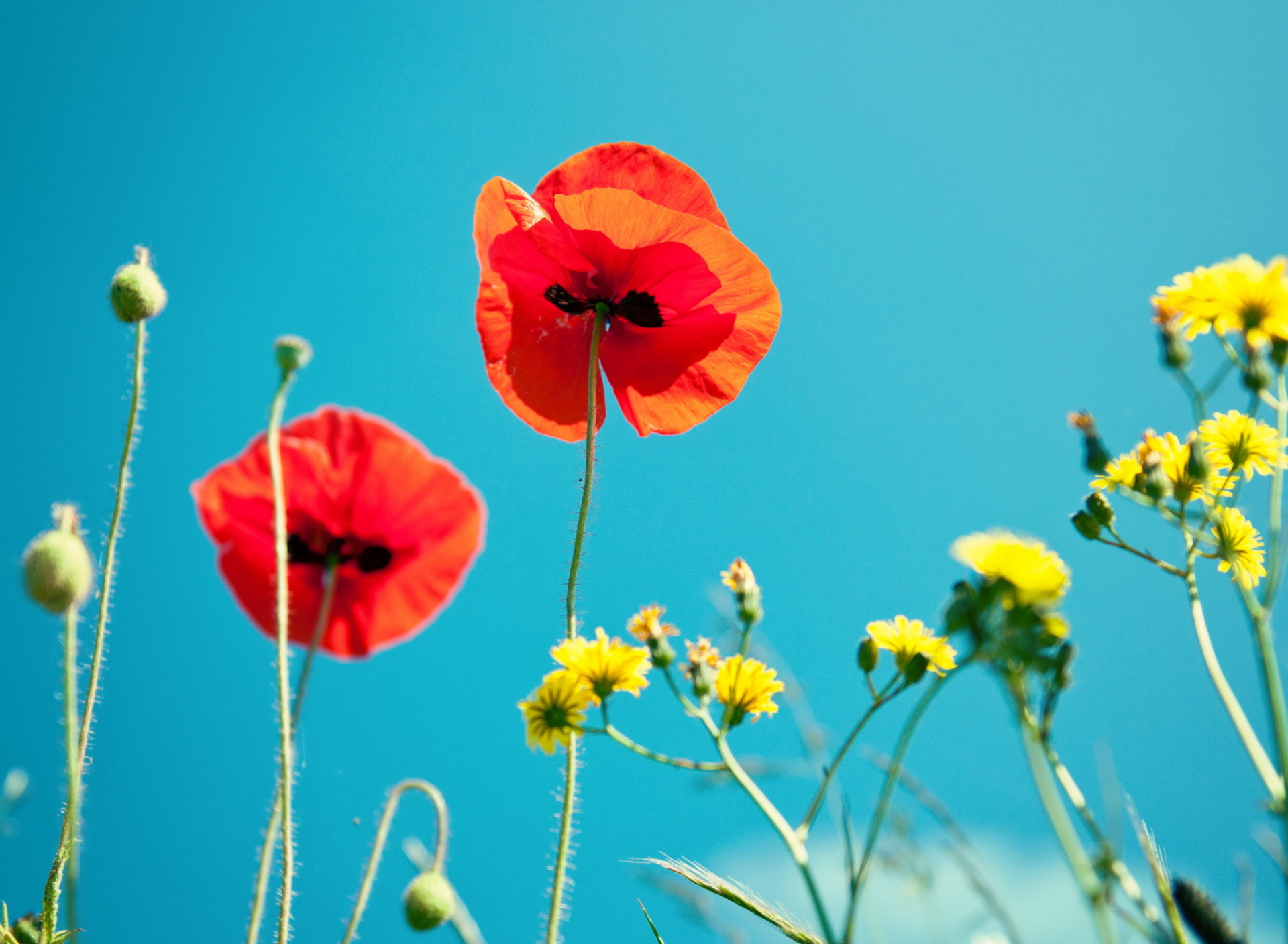 Poppies And Blue Sky wallpaper 1920x1408