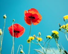 Poppies And Blue Sky wallpaper 220x176