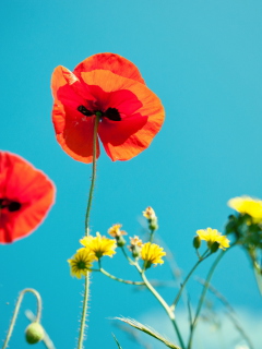 Screenshot №1 pro téma Poppies And Blue Sky 240x320