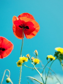 Fondo de pantalla Poppies And Blue Sky 240x320