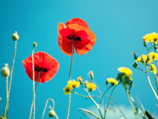 Screenshot №1 pro téma Poppies And Blue Sky 320x240