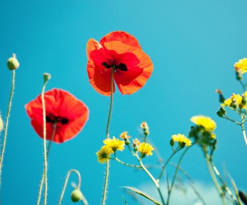 Poppies And Blue Sky screenshot #1 480x400