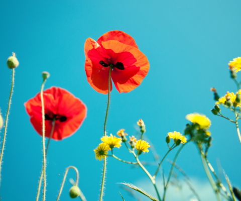 Fondo de pantalla Poppies And Blue Sky 480x400