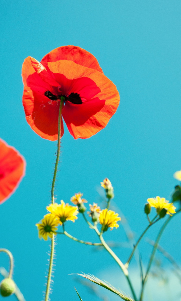 Fondo de pantalla Poppies And Blue Sky 768x1280