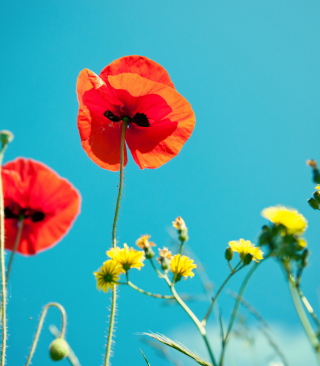 Poppies And Blue Sky - Obrázkek zdarma pro iPhone 4S