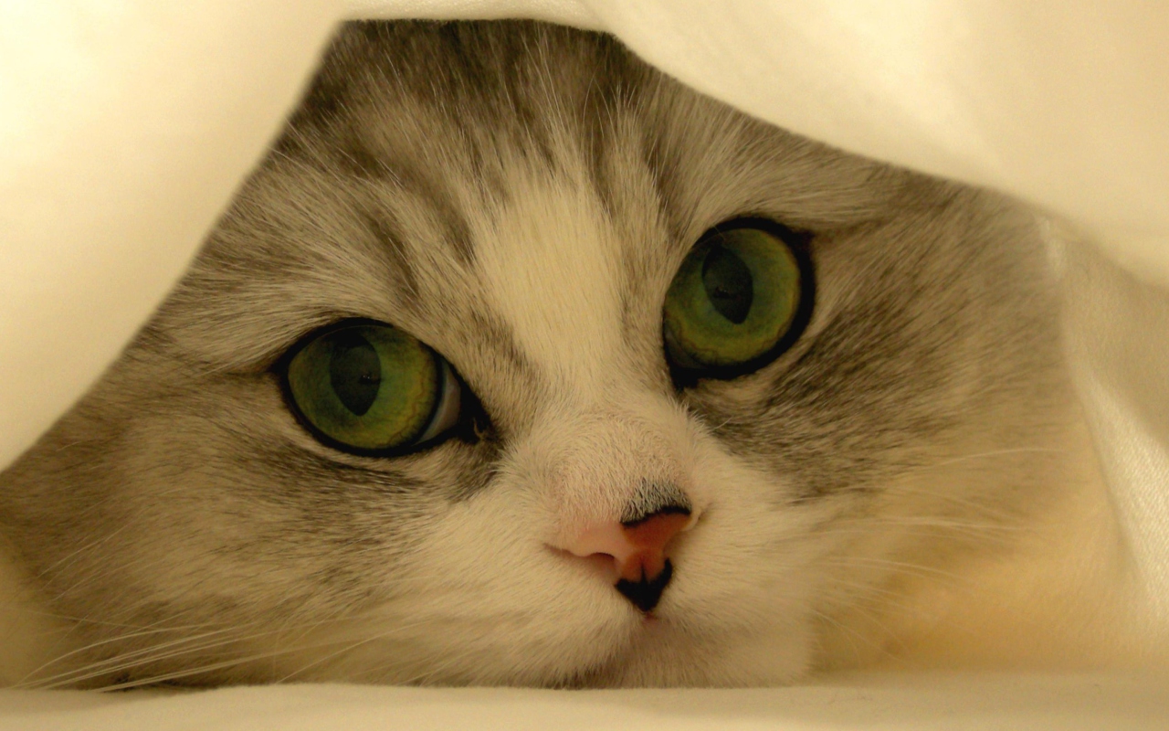 Hiding Kitten wallpaper 1280x800