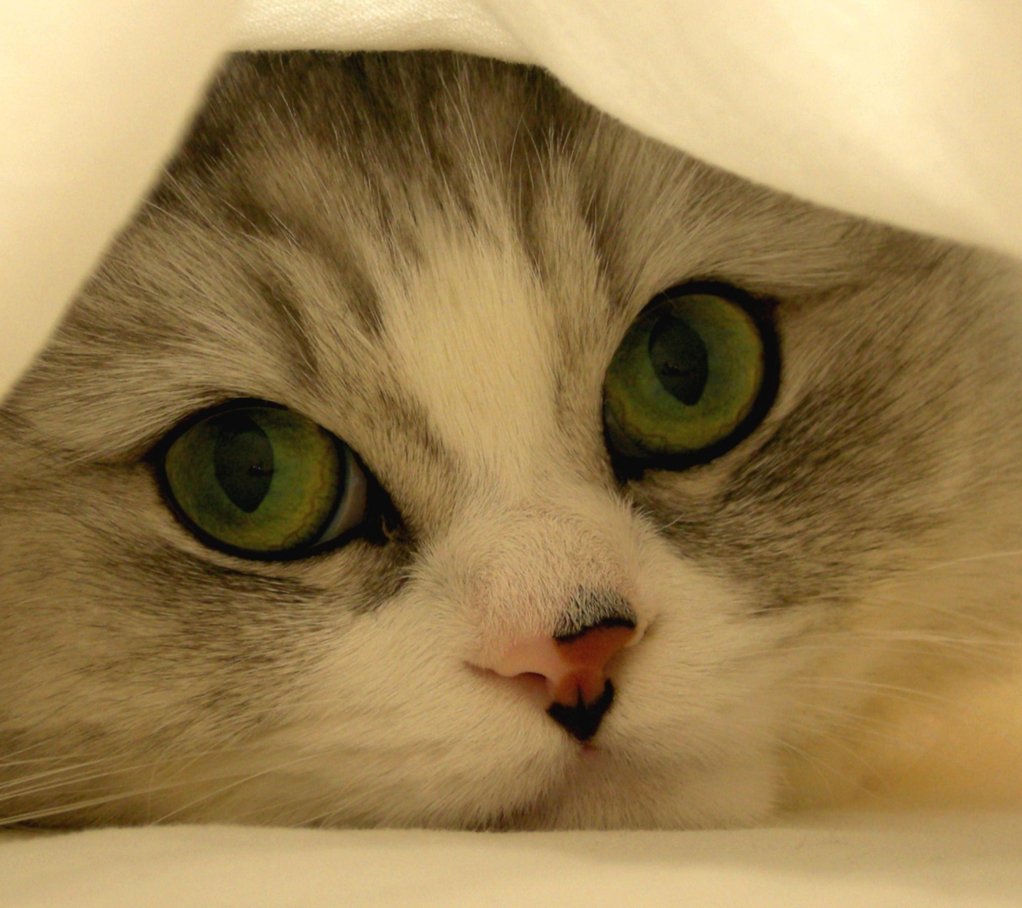 Das Hiding Kitten Wallpaper 1440x1280