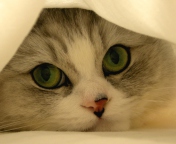 Hiding Kitten screenshot #1 176x144
