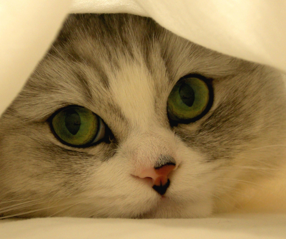 Das Hiding Kitten Wallpaper 960x800