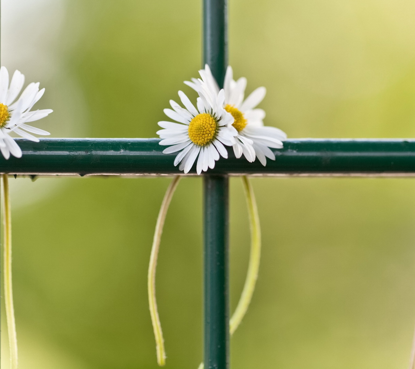 Fondo de pantalla Daisies At Fence 1440x1280