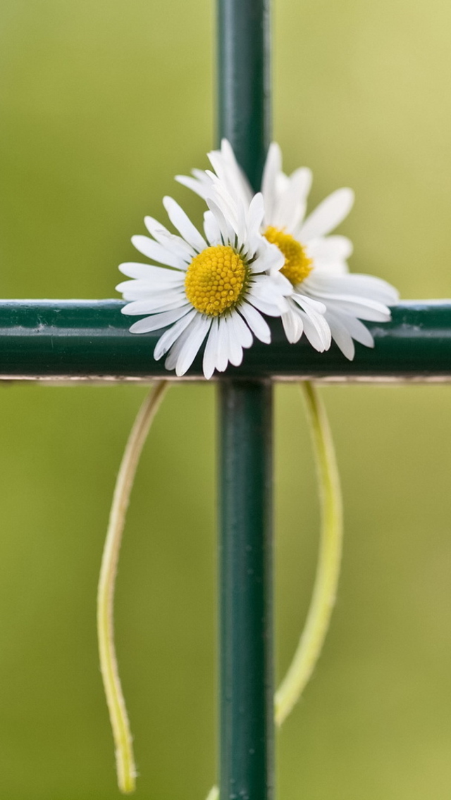 Daisies At Fence wallpaper 640x1136