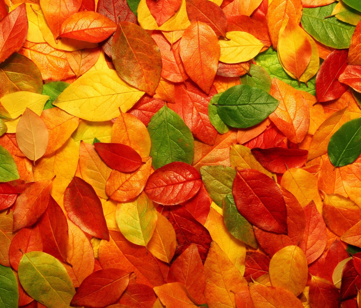 Fondo de pantalla Macro Autumn Leaf 1200x1024