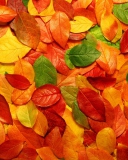 Fondo de pantalla Macro Autumn Leaf 128x160