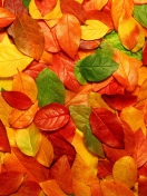 Macro Autumn Leaf screenshot #1 132x176