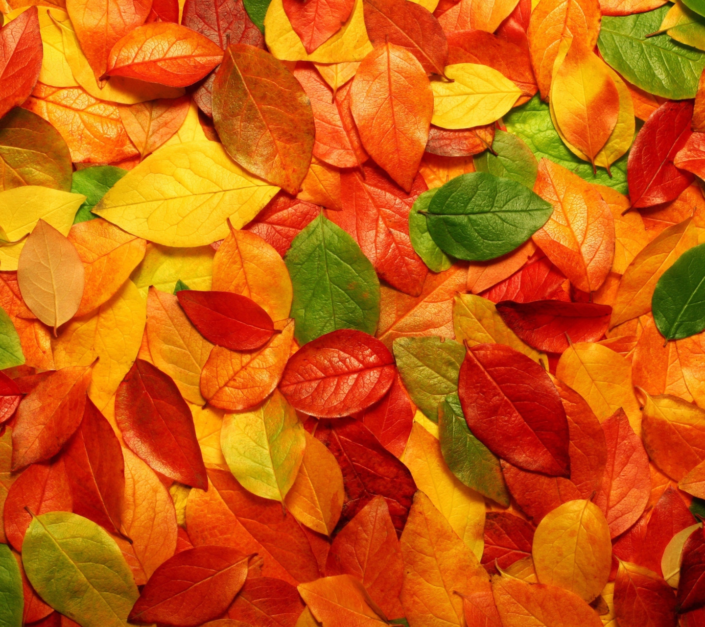 Обои Macro Autumn Leaf 1440x1280