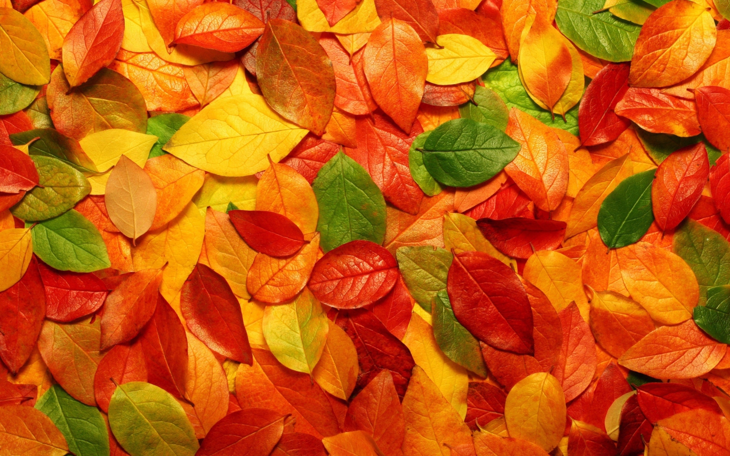 Macro Autumn Leaf wallpaper 1440x900