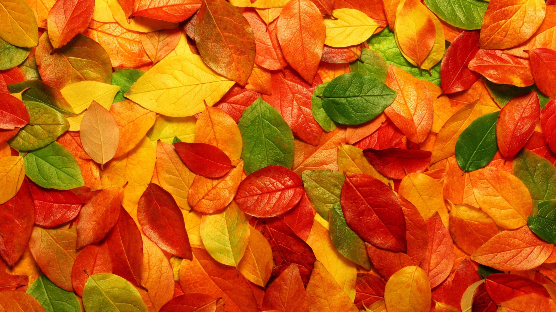 Das Macro Autumn Leaf Wallpaper 1920x1080
