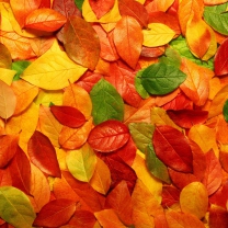 Обои Macro Autumn Leaf 208x208