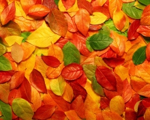 Macro Autumn Leaf wallpaper 220x176