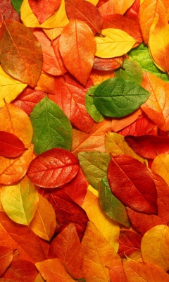 Das Macro Autumn Leaf Wallpaper 240x400