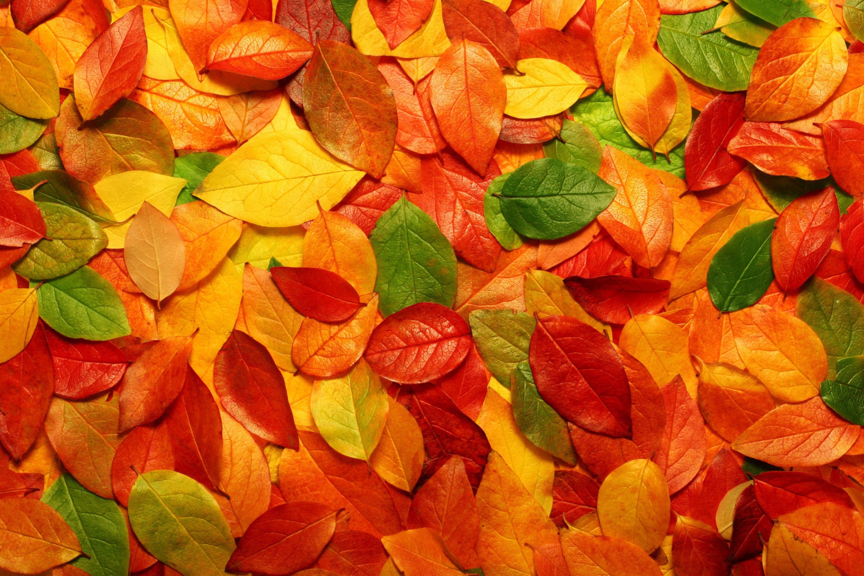 Fondo de pantalla Macro Autumn Leaf 2880x1920