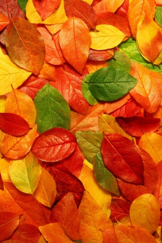 Fondo de pantalla Macro Autumn Leaf 320x480