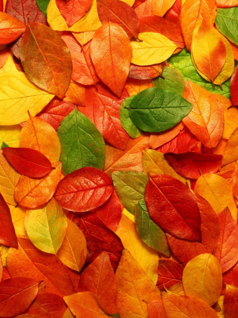 Fondo de pantalla Macro Autumn Leaf 480x640