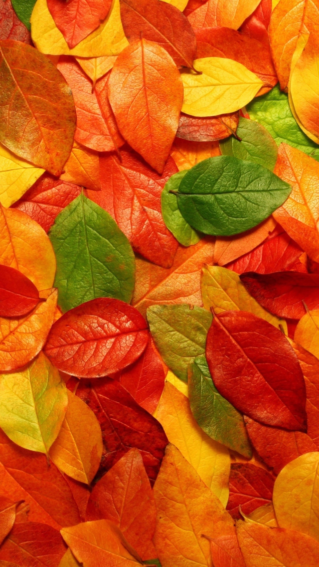 Обои Macro Autumn Leaf 640x1136