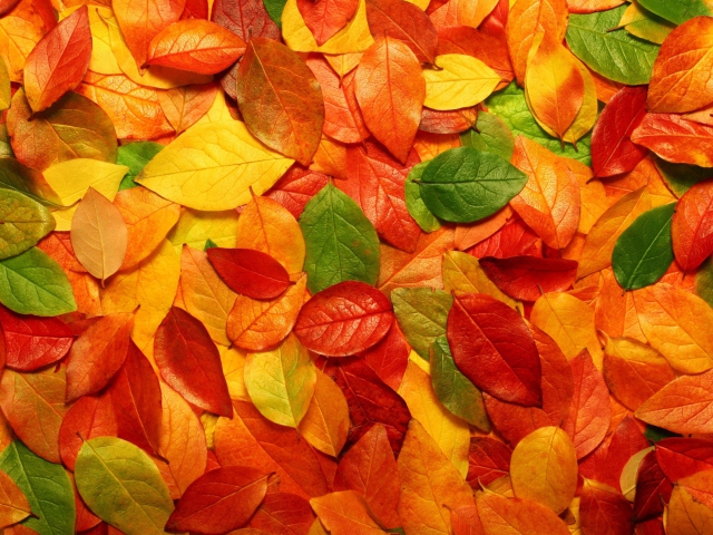Обои Macro Autumn Leaf 640x480