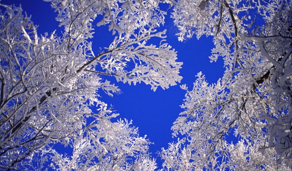 Обои Frosted Trees In Colorado 1024x600