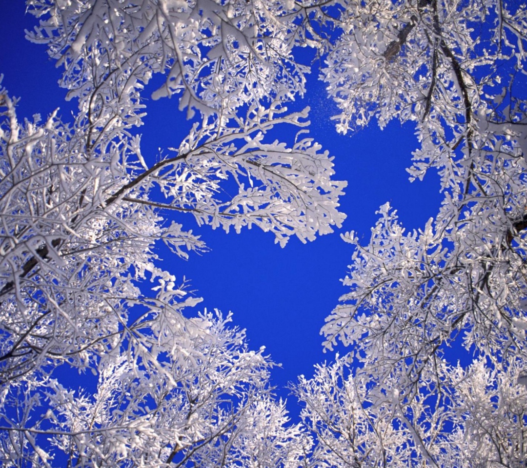 Fondo de pantalla Frosted Trees In Colorado 1080x960