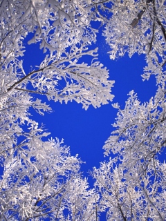 Frosted Trees In Colorado wallpaper 240x320