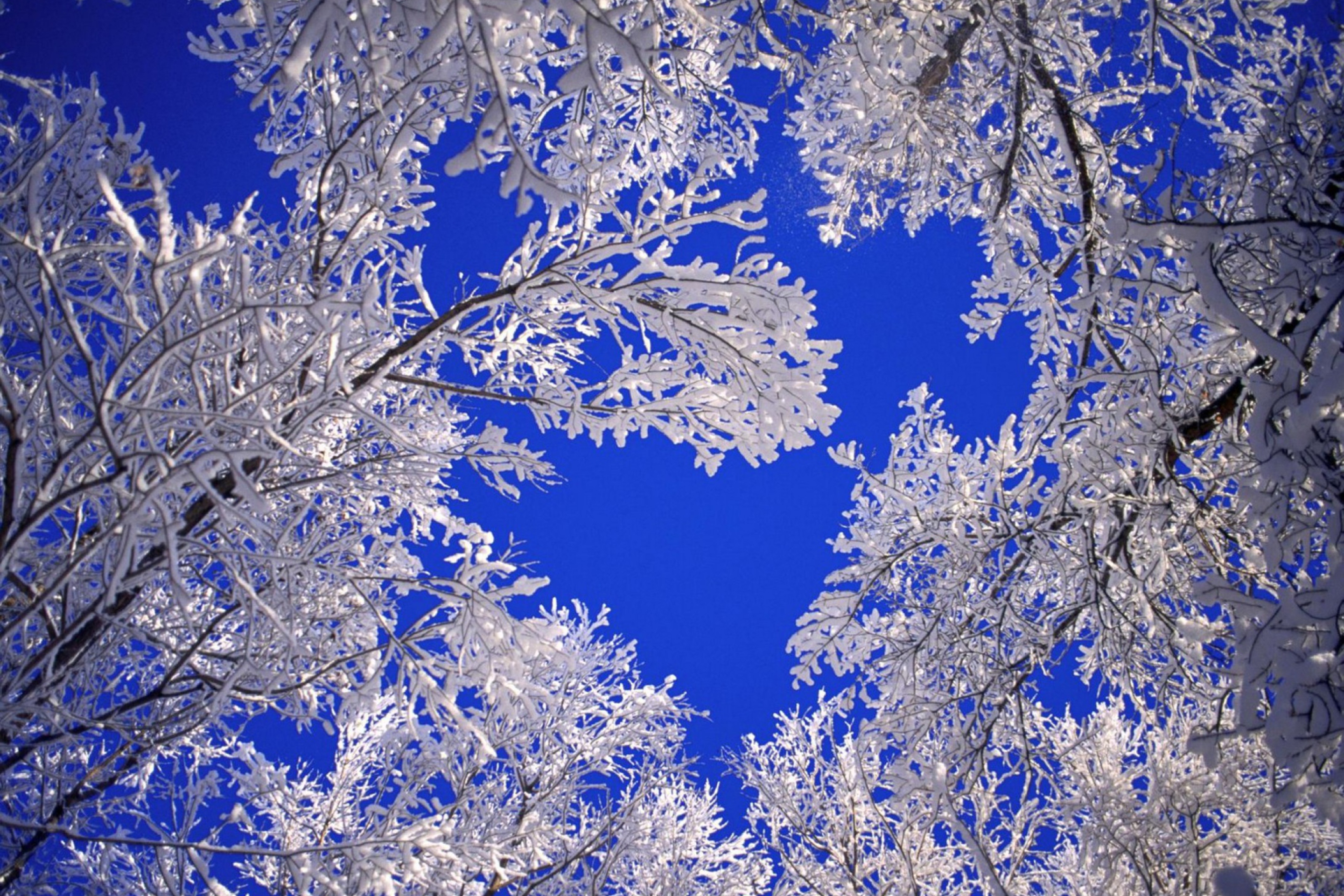 Screenshot №1 pro téma Frosted Trees In Colorado 2880x1920