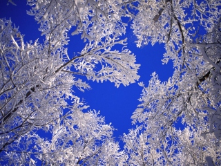 Das Frosted Trees In Colorado Wallpaper 320x240