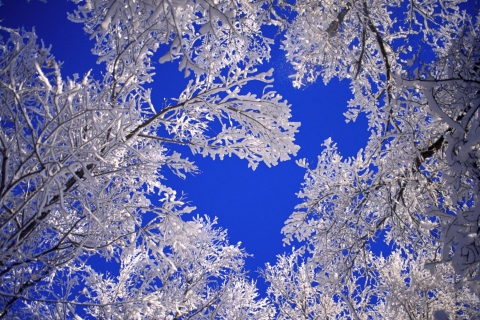 Fondo de pantalla Frosted Trees In Colorado 480x320