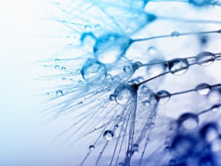 Macro Water Drops screenshot #1 320x240