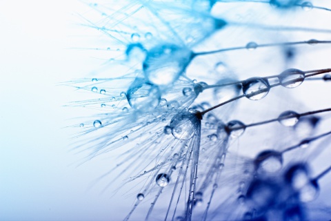 Das Macro Water Drops Wallpaper 480x320