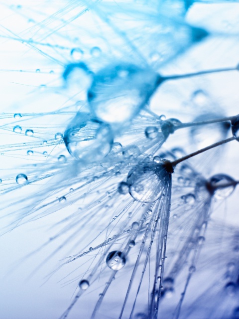 Macro Water Drops wallpaper 480x640