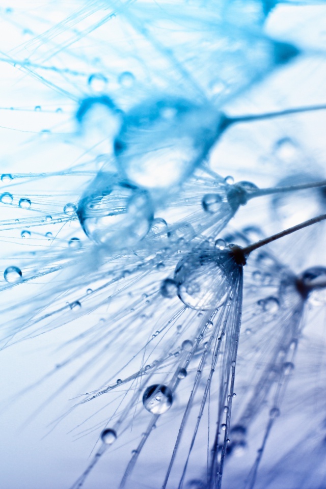 Das Macro Water Drops Wallpaper 640x960